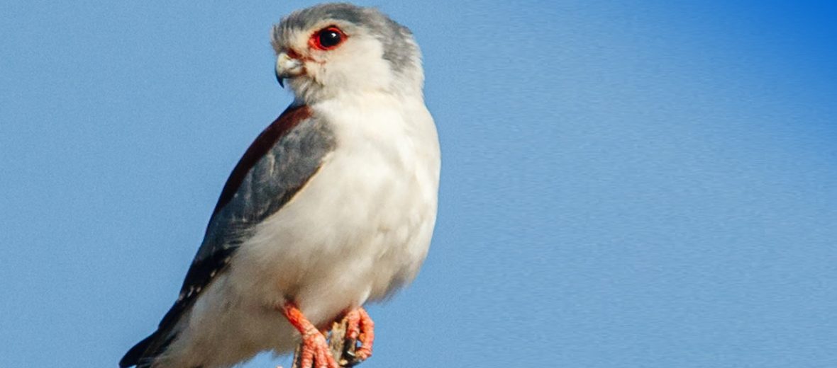 pygmy falcon