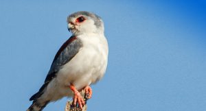 pygmy falcon