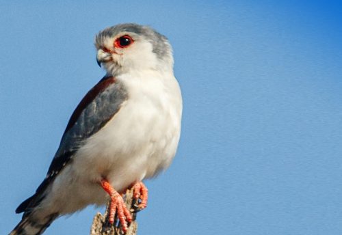 The Industrious Mud Dauber | Critter Science