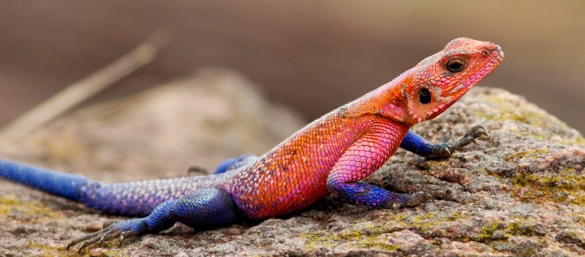 red-headed rock agama