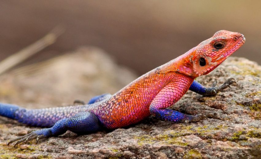 red-headed rock agama