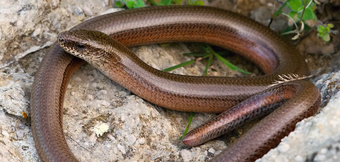 slowworm