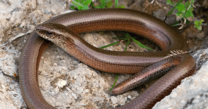 slowworm