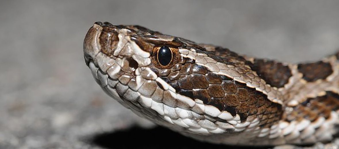 western massasauga