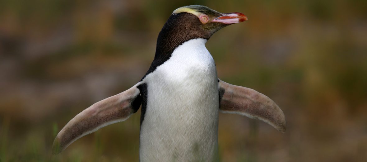 yellow-eyed penguin