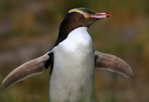 yellow-eyed penguin