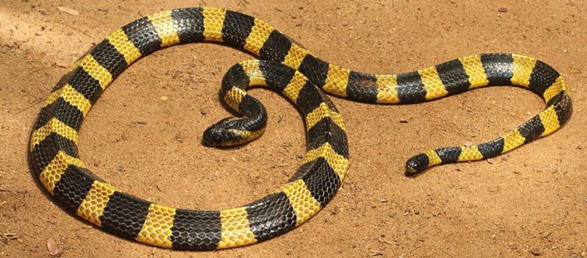 banded krait