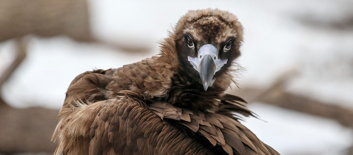 cinereous vulture