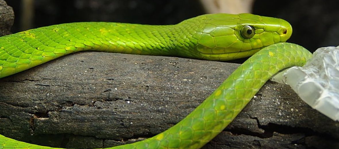 eastern green mamba