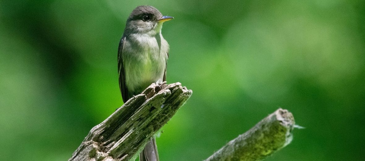 eastern phoebe