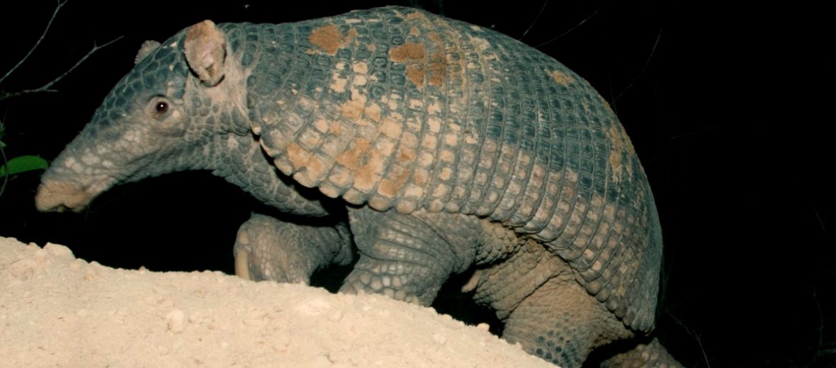 giant armadillo