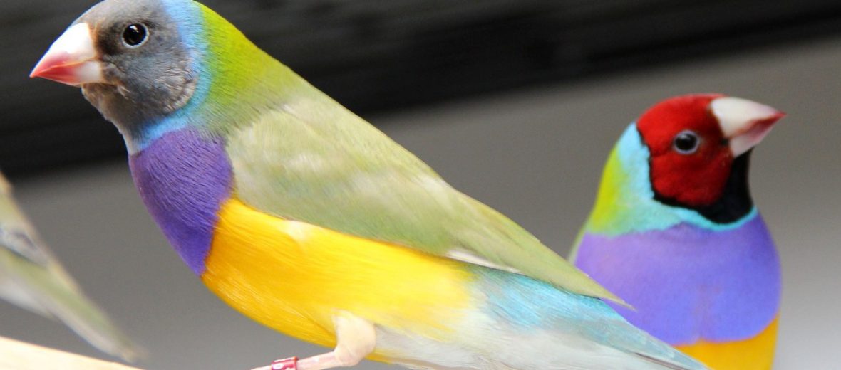 Gouldian finch