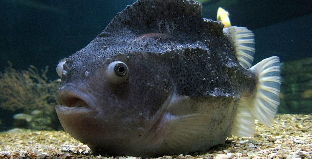 The Lumpfish  Critter Science