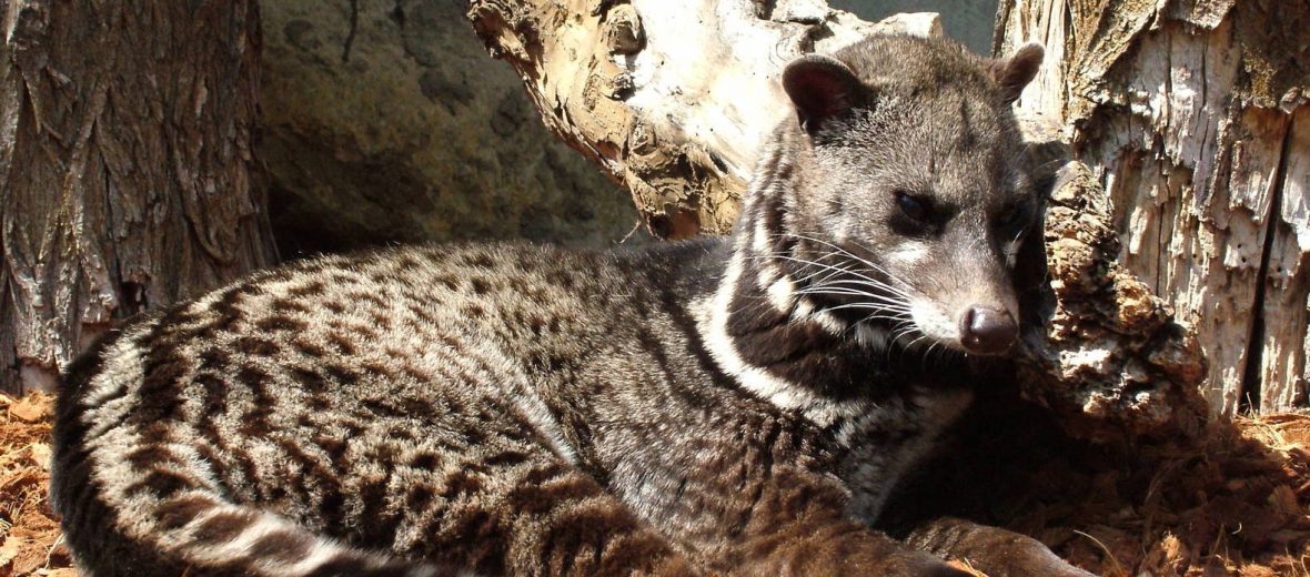 Malayan civet