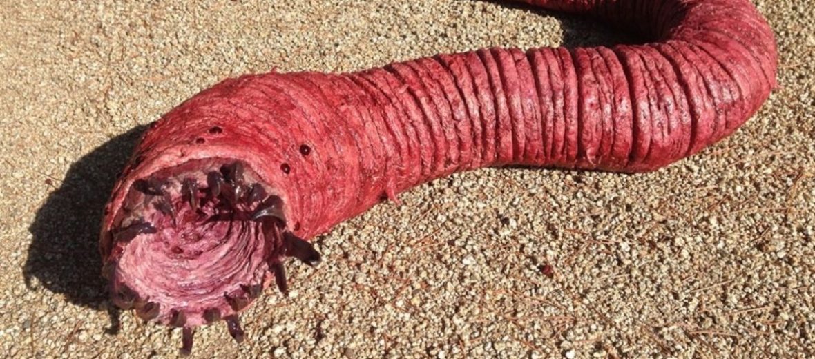 mongolian death worm real