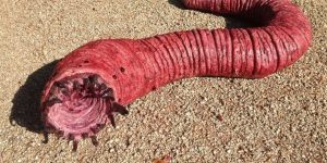 Mongolian death worm