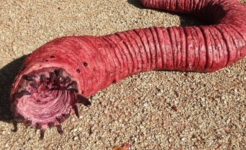 Mongolian death worm