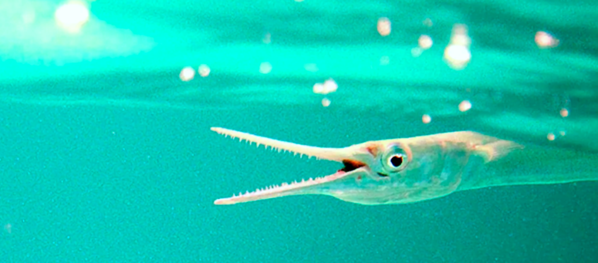 Virginia Tech Ichthyology Class : Atlantic Needlefish by Don Orth