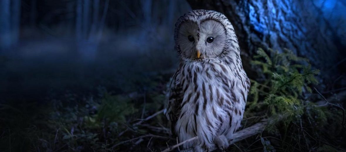 Ural owl