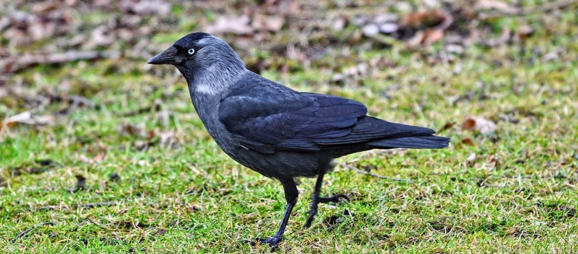 western jackdaw