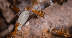 yellow crazy ant