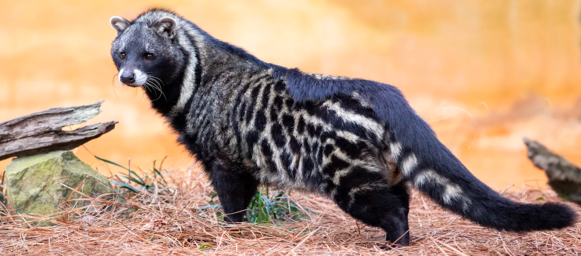 African civet