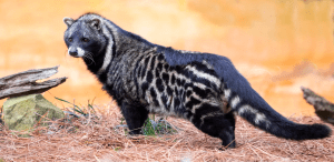 African civet