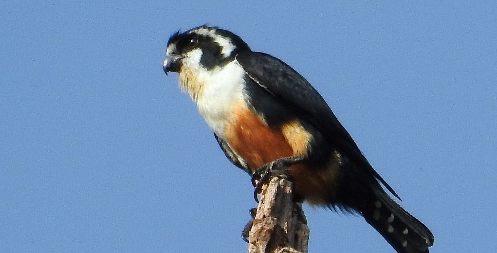 black-thighed falconet