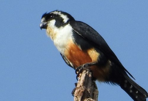 black-thighed falconet