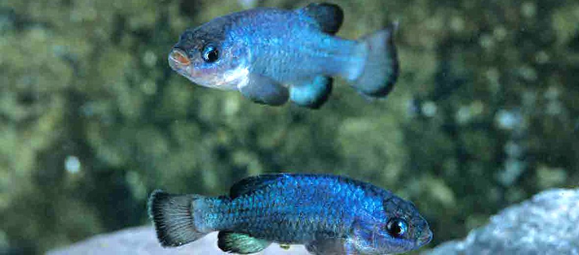 Devil's Hole pupfish