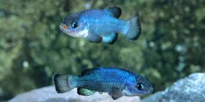Devil's Hole pupfish