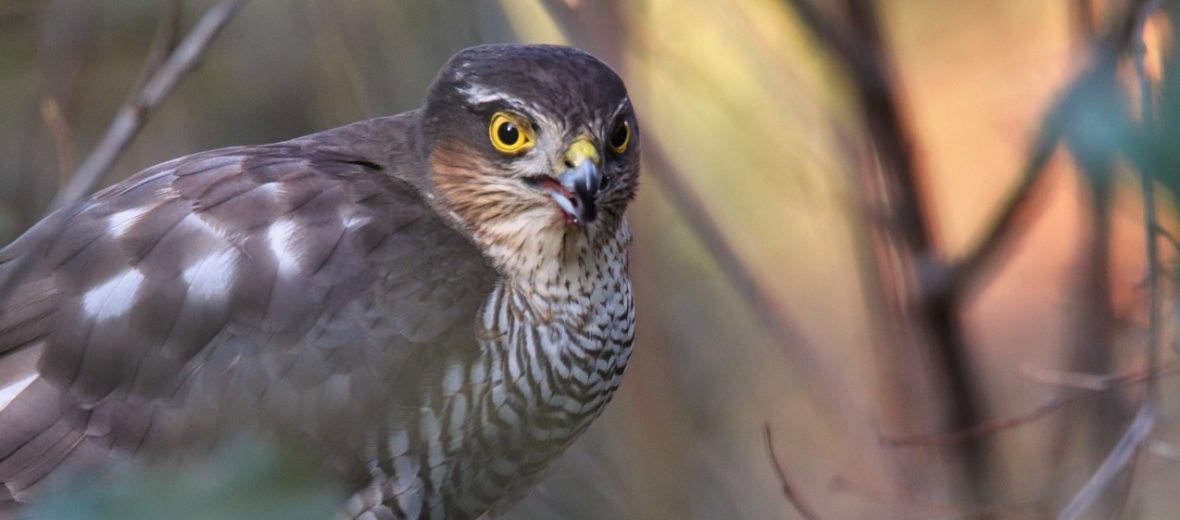 Eurasian sparrowhawk