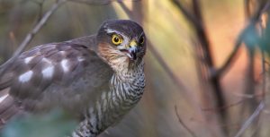 Eurasian sparrowhawk