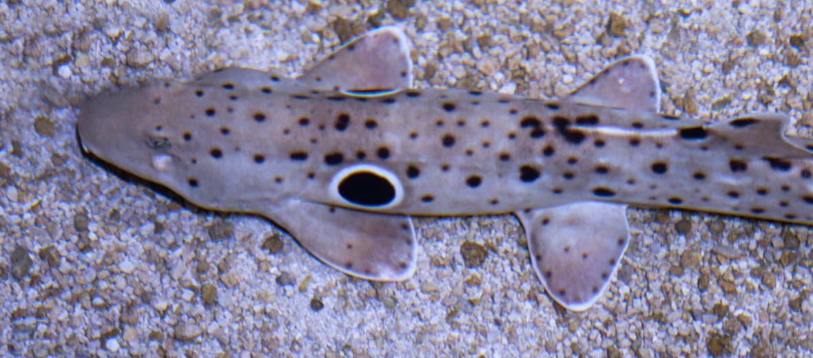 epaulette shark