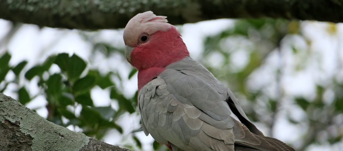 galah