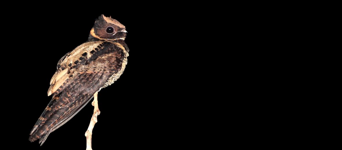 great eared nightjar