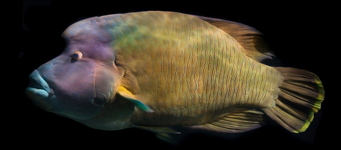 humphead wrasse