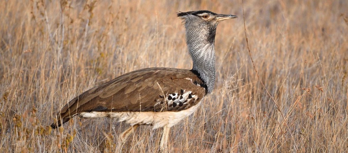 kori bustard