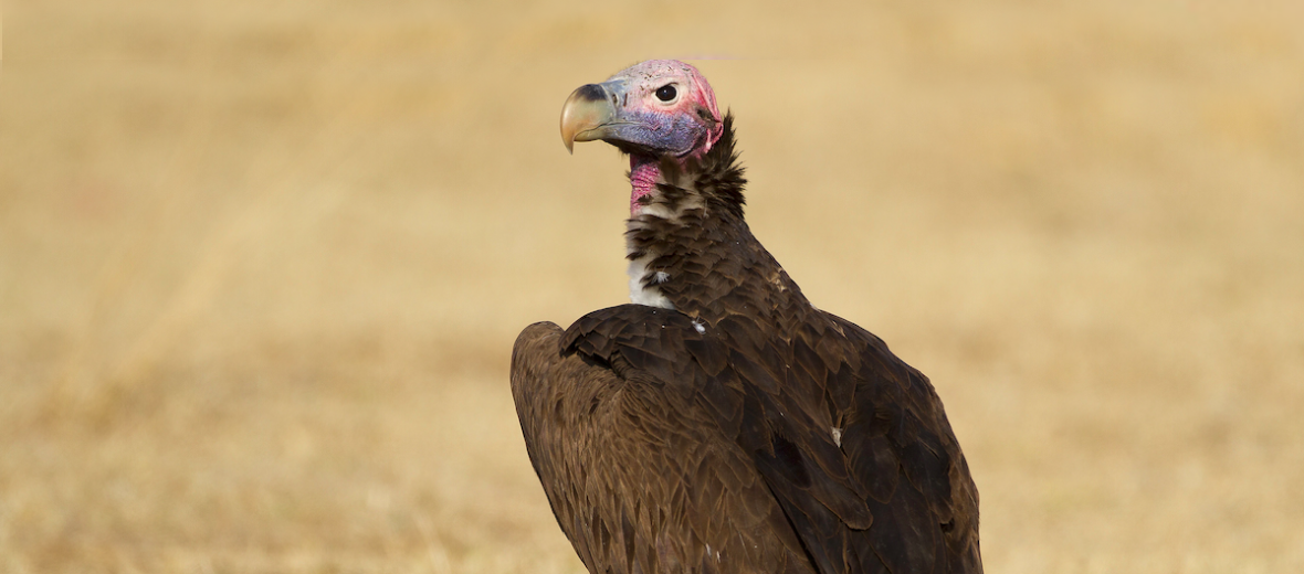 lappet-faced vulture