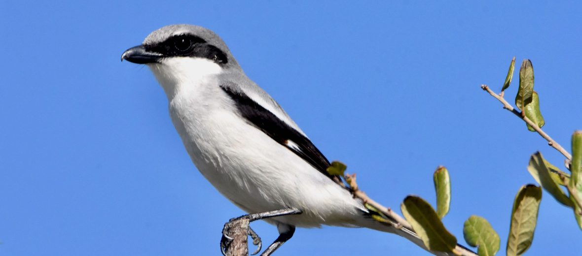 loggerhead shrike