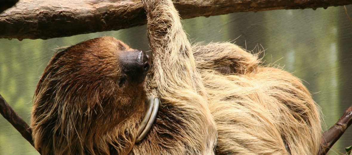 Linnaeus's two-toed sloth