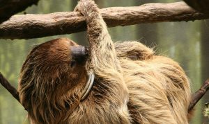 Linnaeus's two-toed sloth