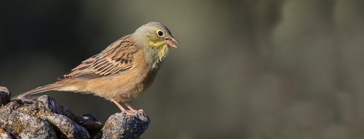 ortolan bunting