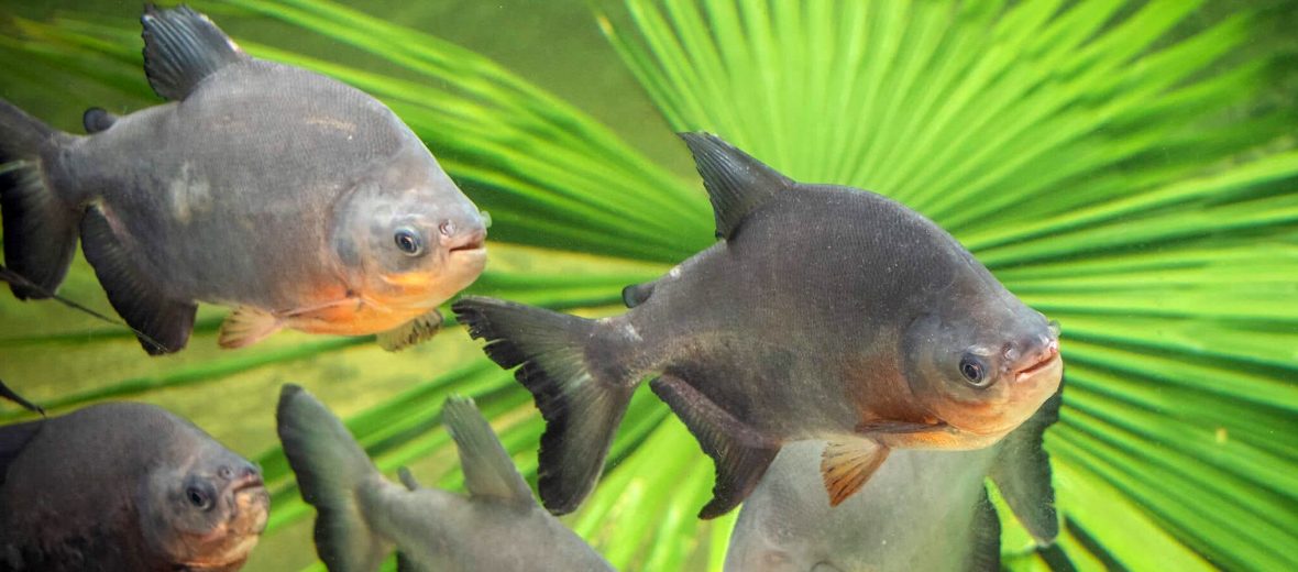 pacu fish in aquarium