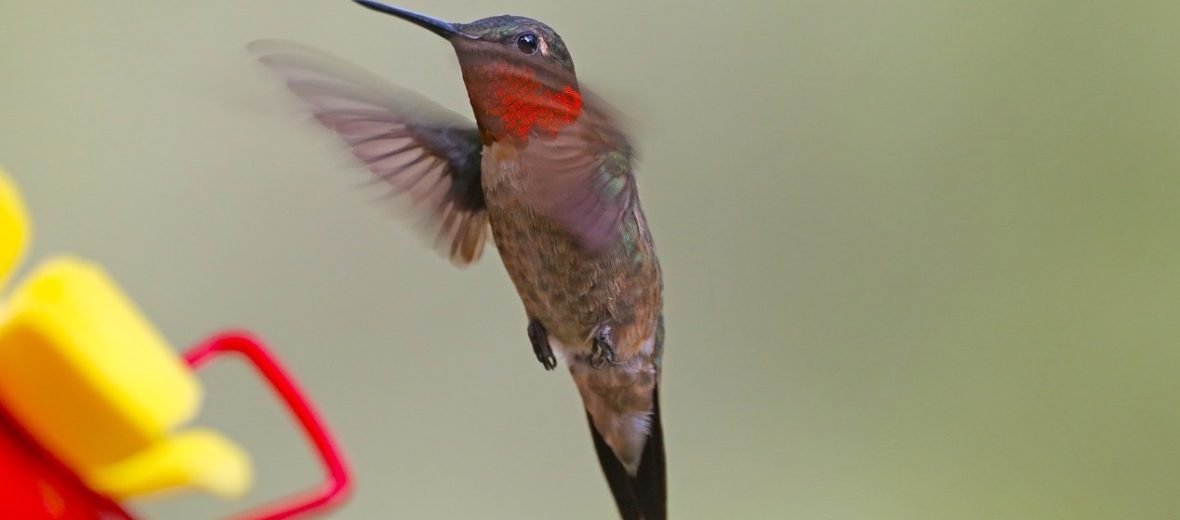 ruby-throated hummingbird