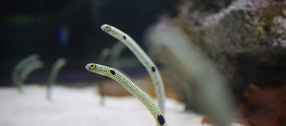 spotted garden eel