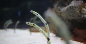 spotted garden eel
