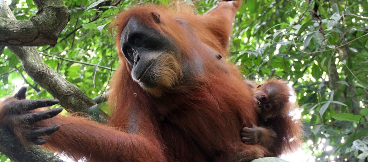 Sumatran orangutan