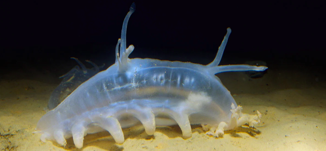 The Odd and Squishy Sea Pig | Critter Science