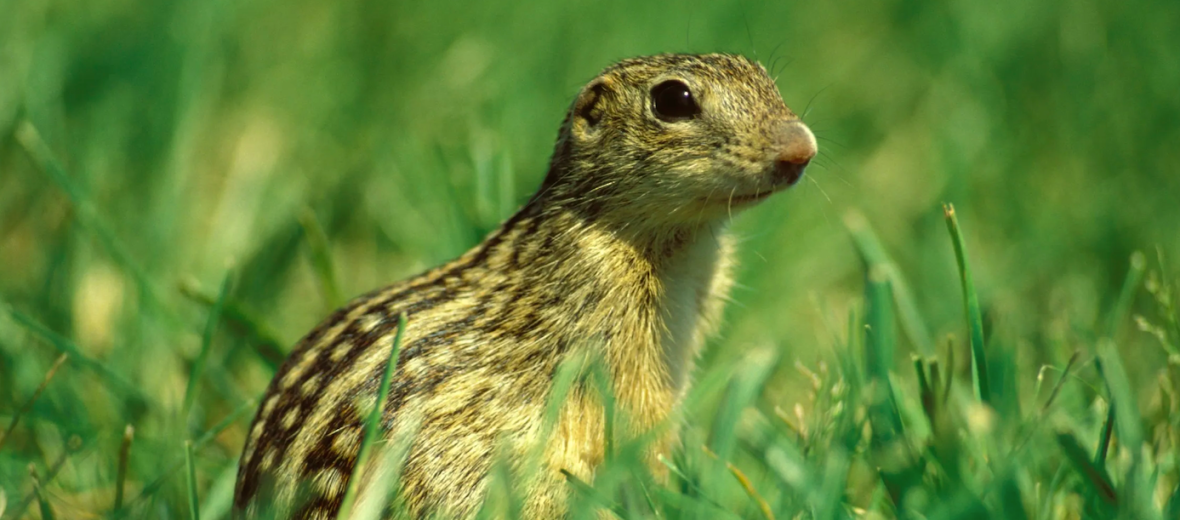 13-lined ground squirrel